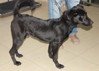 dog-training-Doha