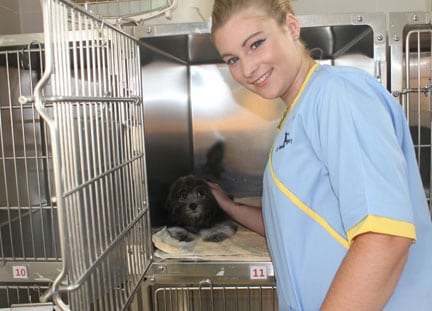 About The Veterinary Surgery in Doha, Qatar