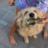 Loving Pets Orabone Dental Treat For Dogs