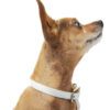 YOULY the Avant-grade Dog Green Tie-Dye Collar for Small Dogs